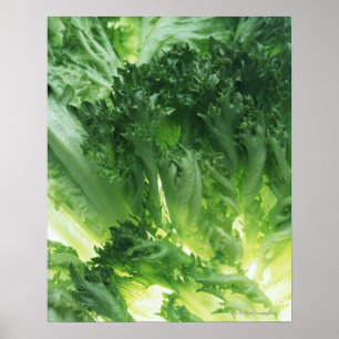 Poster Laitue de feuille