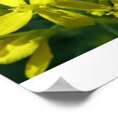 Poster laitue fleurs photo agrandissement (Coin)