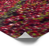 Poster Laitue rouge et verte, Comté de San Luis Obispo, C (Coin)