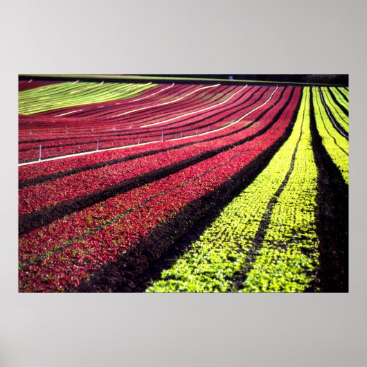 Poster Laitue rouge et verte, Comté de San Luis Obispo, C (Devant)