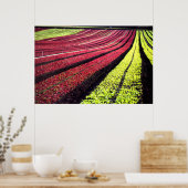 Poster Laitue rouge et verte, Comté de San Luis Obispo, C (Cuisine)