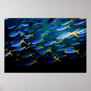 Poster Laja Ampat 5 sous-marins