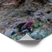 Poster Laja Ampat Sous-marin 4 (Coin)