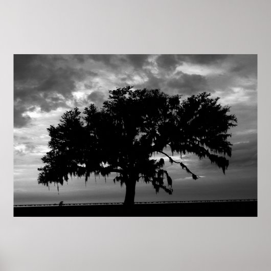 Poster Lakefront Live Oak (Devant)