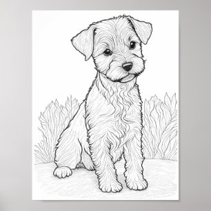 Poster Lakeland Terrier Chien Adult Coloration