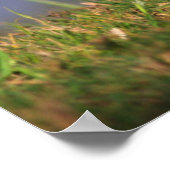 Poster Lakeside (Coin)