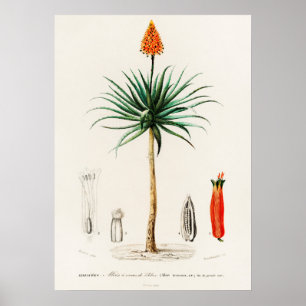 Poster Laloe de Candelabra (aloe fruticosa)