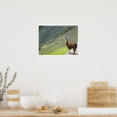 Poster lama (Cuisine)