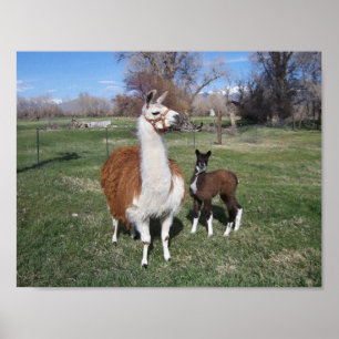 Poster Lama Mama et bébé lama