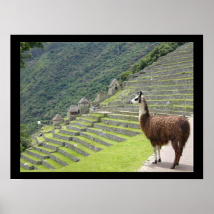 Poster lama péruvien