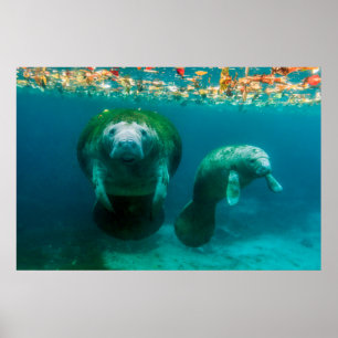 Poster Lamantin mère avec son veau à Crystal River