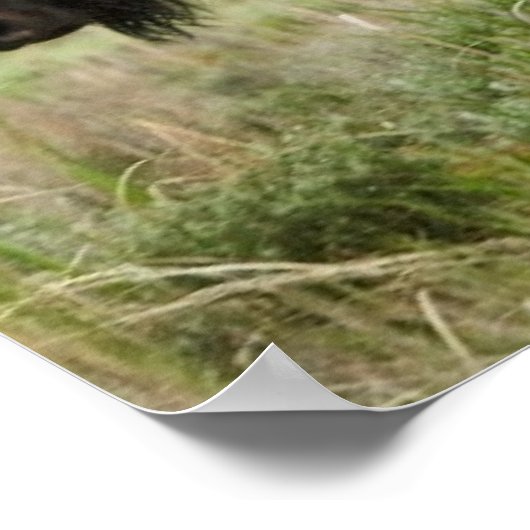 Poster Lamar Valley Mini Stampede (Coin)