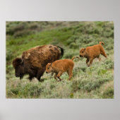 Poster Lamar Valley Mini Stampede (Devant)