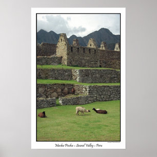 Poster Lamas de Machu Picchu Pérou