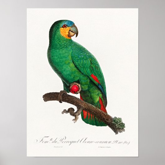 Poster L'Amazone à ailes orange (Devant)