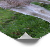 Poster Lamb Bébé Mouton ferme animal (Coin)