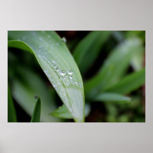 Poster Lames de laiton couvertes de pluie (Devant)
