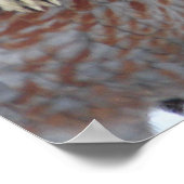 POSTER L'AMITIÉ NE SAIT PAS DE FENCES - CHÈVRE - ROOSTER (Coin)