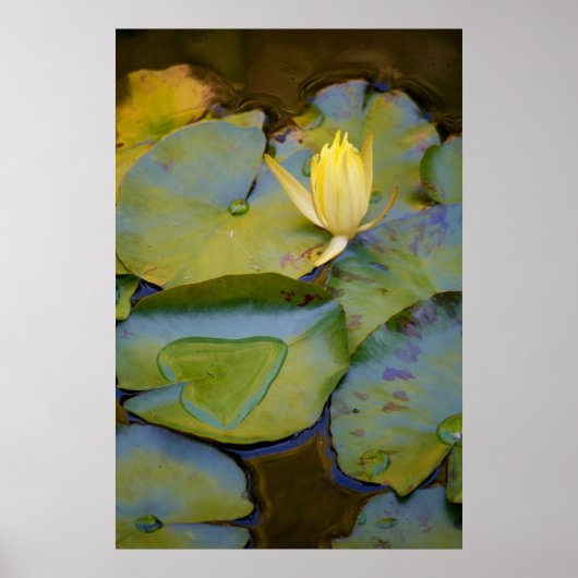 Poster L'amour dans une lys d'eau (Devant)