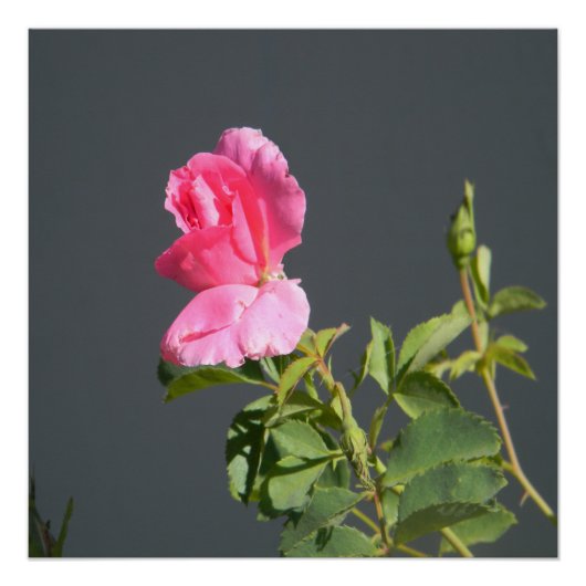 Poster L'Amour de l'été... (Devant)