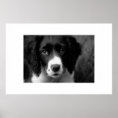 Poster L'amour des chiots (Devant)