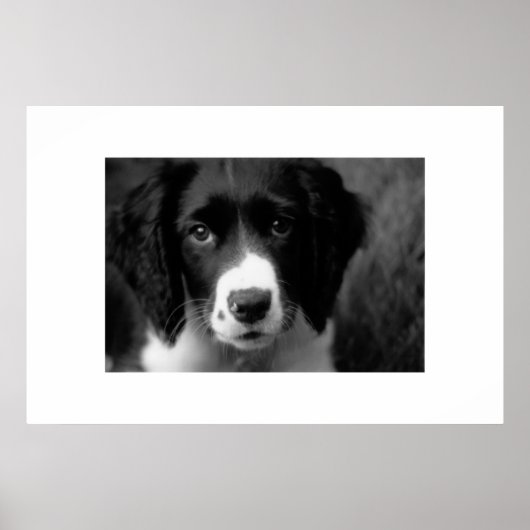 Poster L'amour des chiots (Devant)