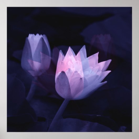 Poster L'amour des lis.... (Devant)