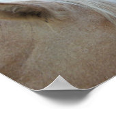 Poster L'amour du cheval (Coin)