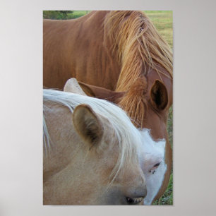 Poster L'amour du cheval