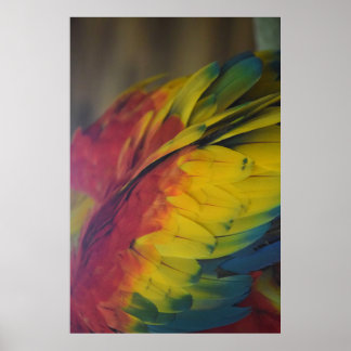 Poster L'amour guacamaya