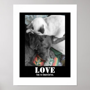 Poster L'amour n'a pas de frontières Photo de chat et de 