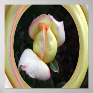 Poster L'Amour Rose de la Paix....