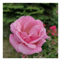 Lampe de table fleur rose rose