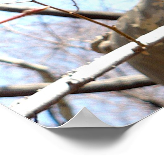 Poster Lampe Post New York Central Park (Coin)