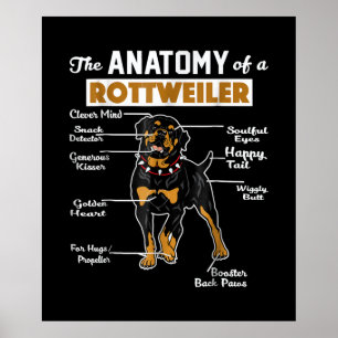 Poster L'Anatomie D'Un Rottweiler AMOUREUX DES CHIENS C