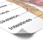 Poster L'anatomie humaine (Coin)