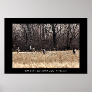 Poster Lancer l'affiche Whitetail