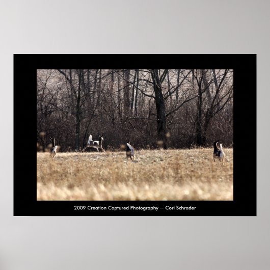 Poster Lancer l'affiche Whitetail (Devant)