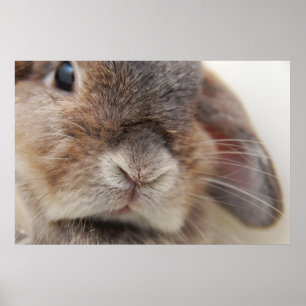 Poster L'Andora le lapin : Regard fixe