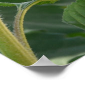 Poster Lane des tournesols (Coin)