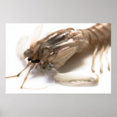 Poster Langoustine (Devant)