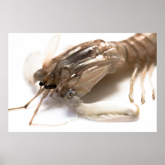 Poster Langoustine (Devant)