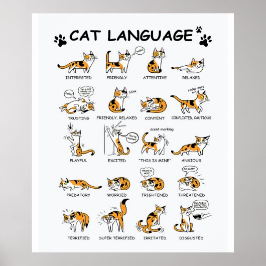 Poster Langue de chat, Drôle Chat Kitten, Aimer Idée cade (Devant)