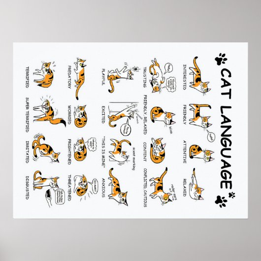 Poster Langue de chat, Drôle Chat Kitten, Aimer Idée cade (Devant)