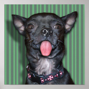 Poster Langue de chien Chihuahua