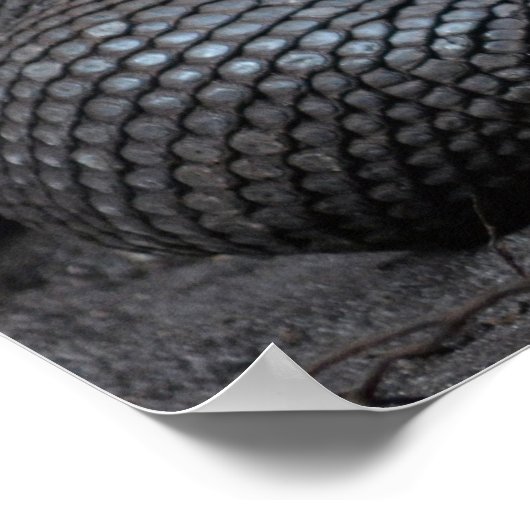 Poster langue de dragon komodo baver (Coin)