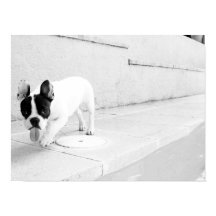 langue de taureau française