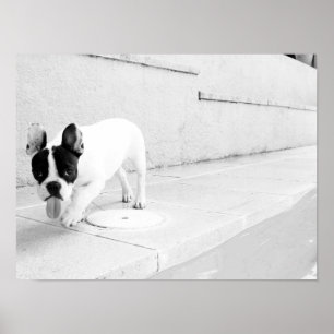 Poster langue de taureau française