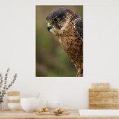Poster Lanner Falcon 2 (Cuisine)