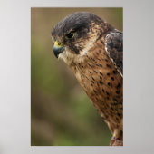 Poster Lanner Falcon 2 (Devant)